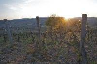 Coucher de soleil sur les vignes du Domaine Giroux